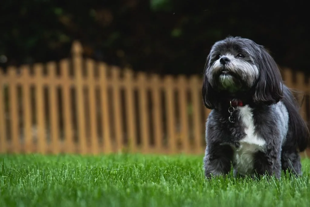 a dog standing on grass that has a wooden fence around a house