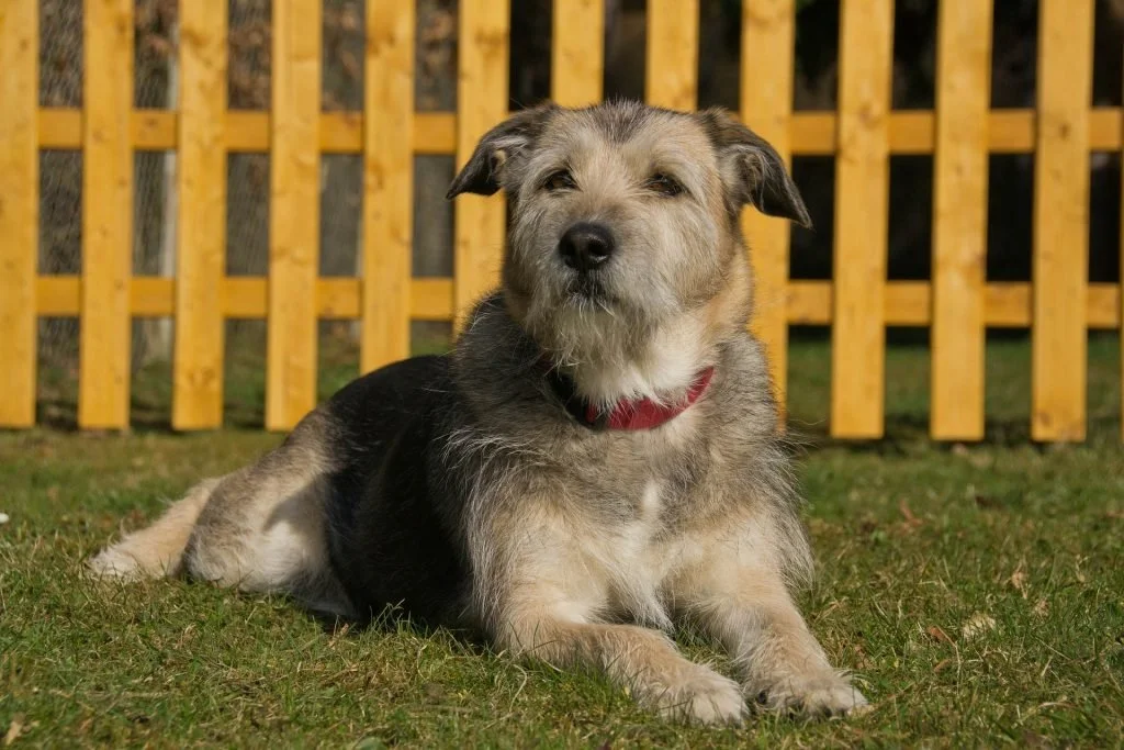dog sitting beside a wooden fence around a house